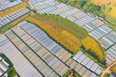 High angle view of plants growing on field