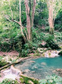 River flowing through forest