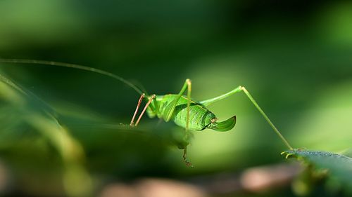 Close-up of insect on leaf