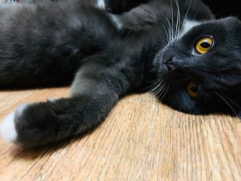 Close-up of cat lying on floor