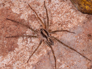 Close-up of spider on rock