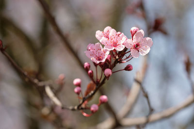 Pink flowers of cherry plum tree prunus cerasifera