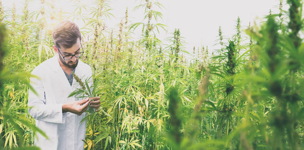 Young botanist examining cannabis plant