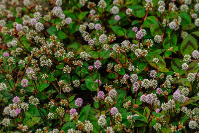 Close-up of purple flowering plants