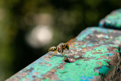 Wasp close-up. yellow pattern on the black body of the wasp. blurred background.