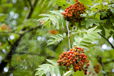 Close-up of berries on tree