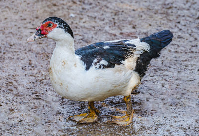 Close-up of a duck