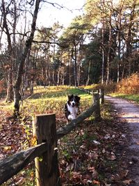 Dog sitting on tree in forest
