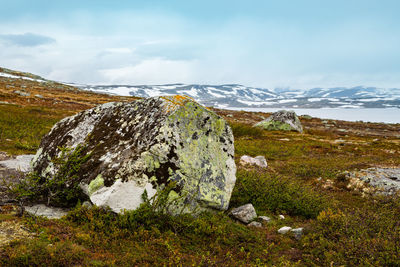 Stones boulders covered with moss. norwegian climate. norway landscape 