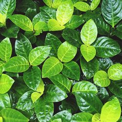 Full frame shot of plants