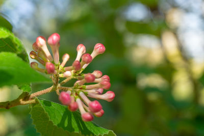 Close-up of pink flowering plant leaves