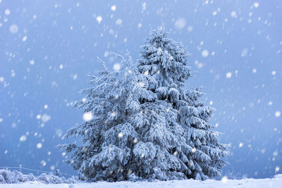 Close-up of frozen tree against sky