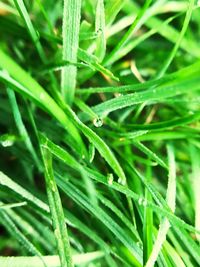 Close-up of wet grass during rainy season