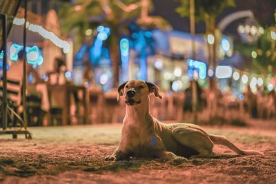 Portrait of dog looking away