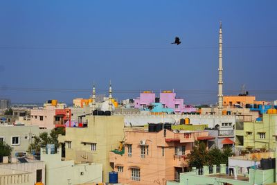 Bird flying over buildings in city