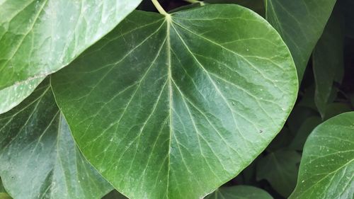 Close-up of fresh green leaf