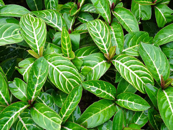 Full frame shot of green leaves