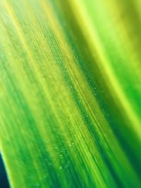 Full frame shot of green leaf