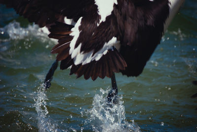 Bird flying over lake