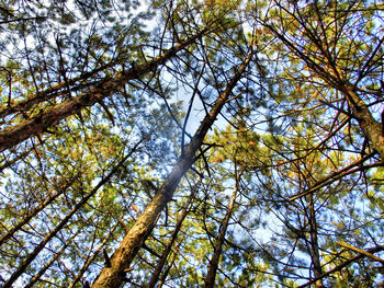 Low angle view of trees against sky