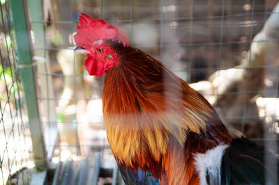 Close-up of rooster in cage