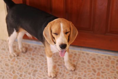 Close-up of dog relaxing at home