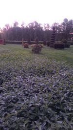 Trees growing on field