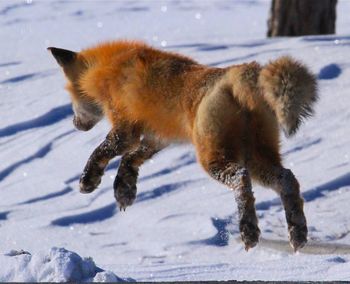 Close-up of fox on field during winter