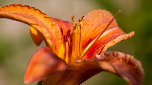 Close-up of orange day lily