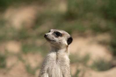 meerkat