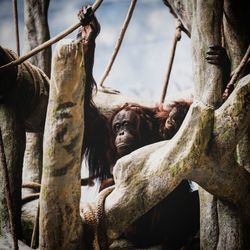 Low angle view of monkey sitting on tree