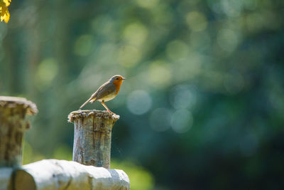 A beautiful robin basking in the sunlight perched on a tree stump.