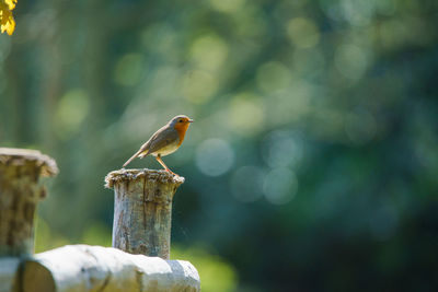 Close-up of bird perching on wooden post