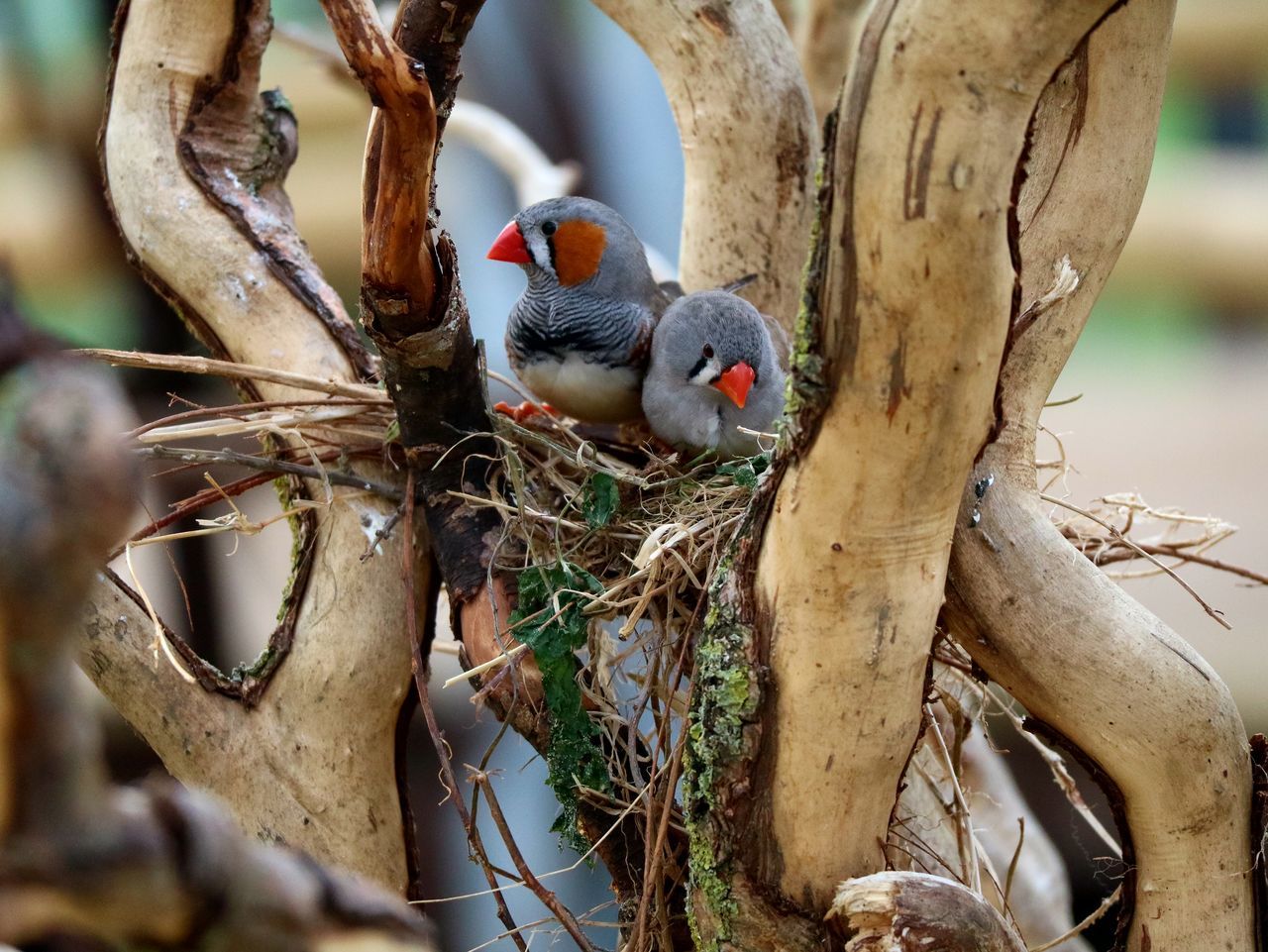 bird, vertebrate, animals in the wild, animal themes, animal wildlife, animal, group of animals, tree, branch, plant, perching, two animals, no people, nature, day, focus on foreground, animal nest, tree trunk, outdoors, trunk, animal family