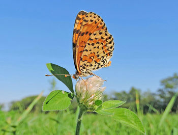 Close-up of butterfly on leaf