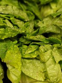 Full frame shot of green leaves