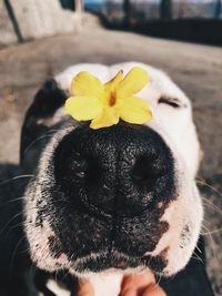Close-up of dog with flower head