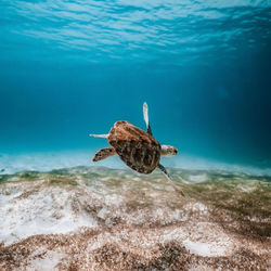View of a tortoise swimming in sea
