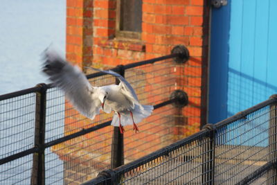 Pigeons on railing