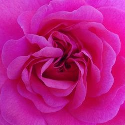 Close-up of pink rose