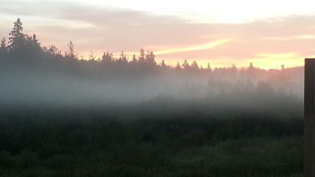 TREES ON LANDSCAPE AGAINST SKY AT SUNRISE