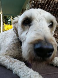 Close-up portrait of dog