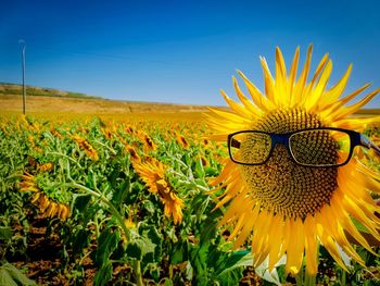 Close-up of sunglasses on sunflower in farm