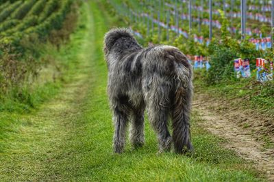 Dog on grass