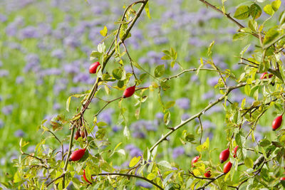 Close-up of red berries growing on tree