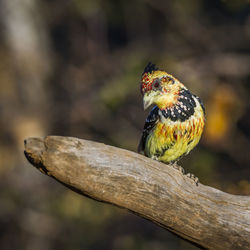 Close-up of bird perching on branch