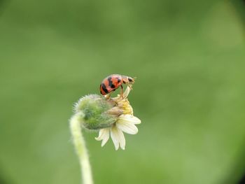 Close-up of ladybug on flower