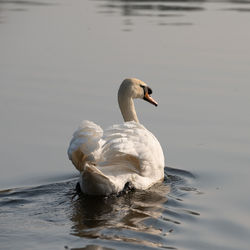 Swan swimming in a lake