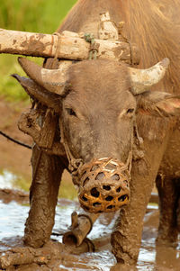 Close-up of buffalo on paddy fields