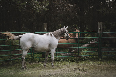 Horse standing in field